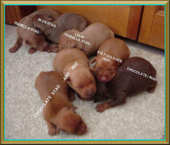 More breed colors, MinPins-N-Blue 2006