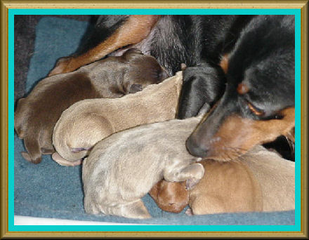 All colors, MinPins-N-Blue 2006